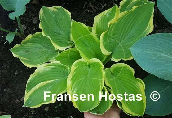 Hosta Rhinestone Cowboy