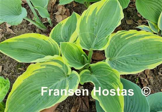 Hosta Rhinestone Cowboy