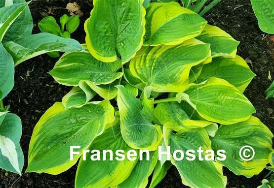 Hosta Rhinestone Cowboy
