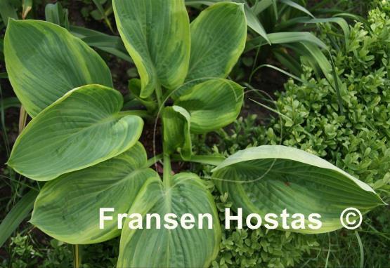 Hosta Rhinestone Cowboy