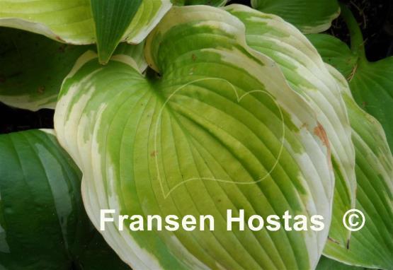 Hosta Rhinestone Cowboy
