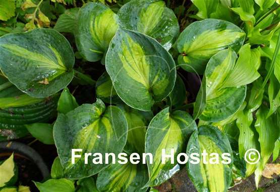 Hosta Rhino Hide