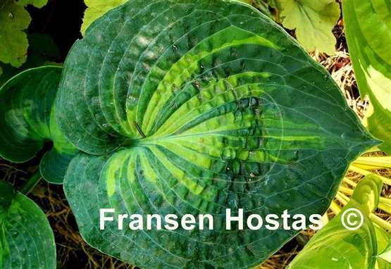 Hosta Rhino Hide