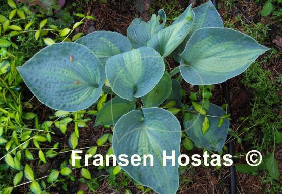 Hosta Rhino Hide