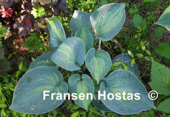 Hosta Rhino Hide