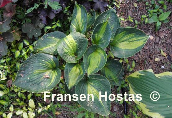 Hosta Rhino Hide