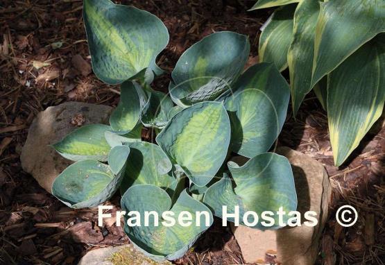 Hosta Rhino Hide