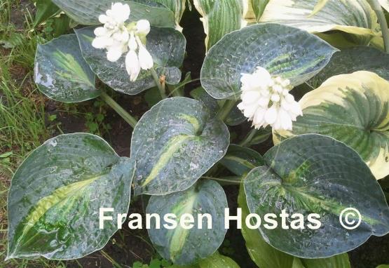 Hosta Rhino Hide