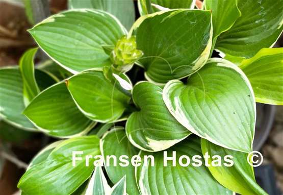 Hosta Rhino