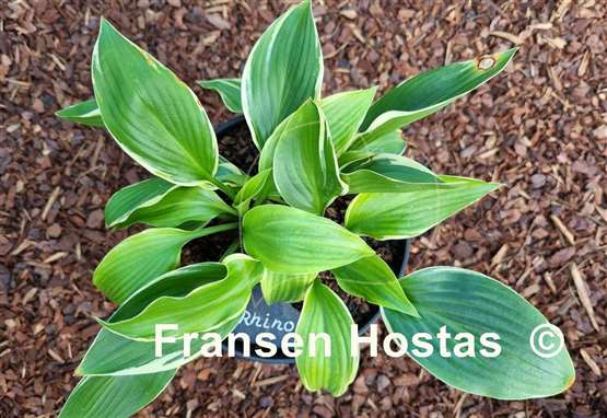 Hosta Rhino