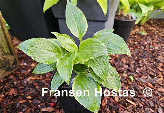 Hosta Rhino