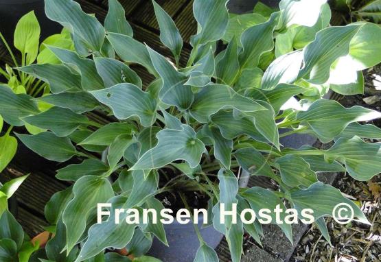 Hosta Rhythm and Blues
