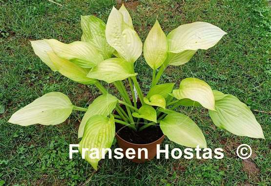 Hosta Richland Gold