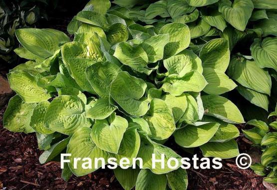 Hosta Richland Gold