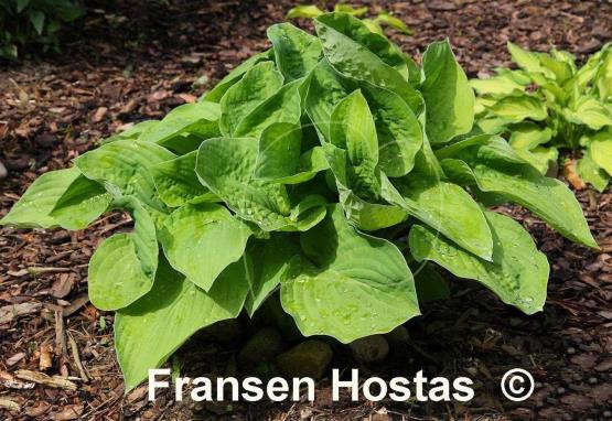 Hosta Richland Gold