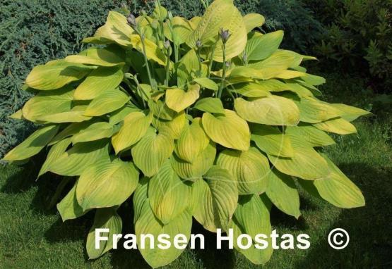 Hosta Richland Gold