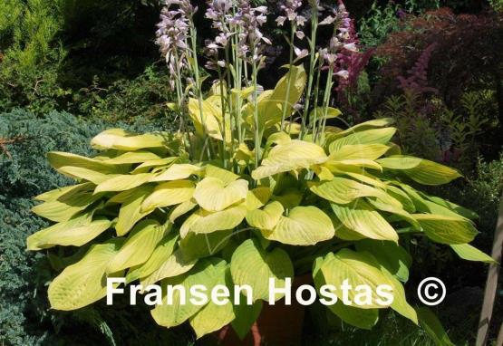 Hosta Richland Gold
