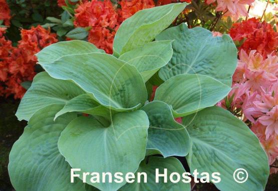 Hosta Richmond Blue