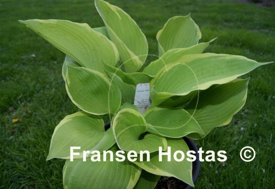 Hosta Richmond