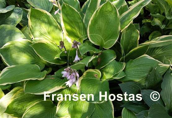Hosta Richmond