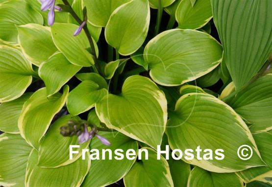 Hosta Richmond