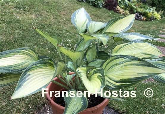 Hosta Rifnik