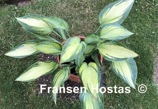 Hosta Rifnik