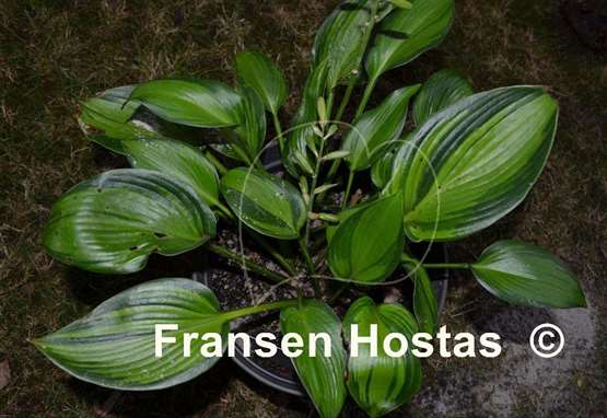 Hosta Rifnik