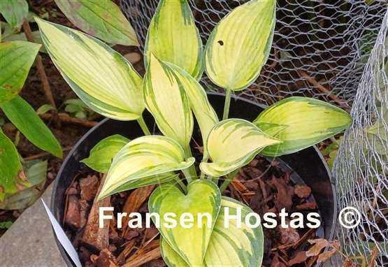 Hosta Rifnik