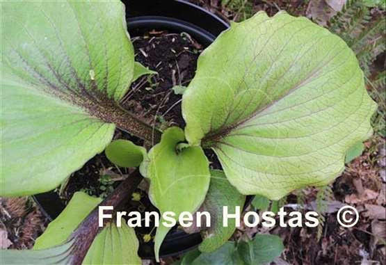 Hosta Rikishi