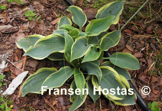 Hosta Ringmaster