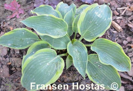 Hosta Ringmaster