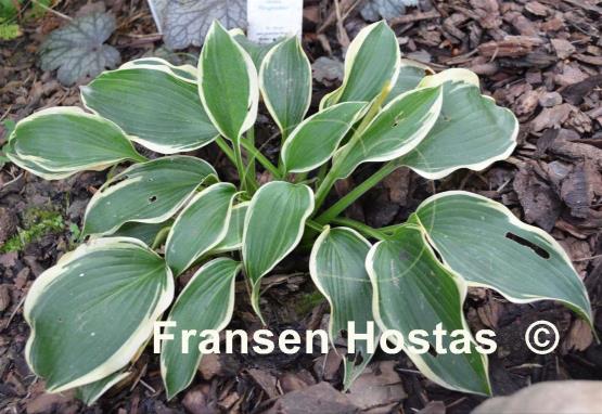 Hosta Ringmaster