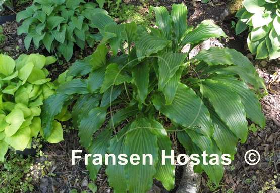 Hosta Ringtail