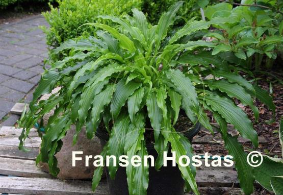 Hosta Ringtail