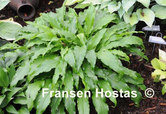Hosta Ringtail