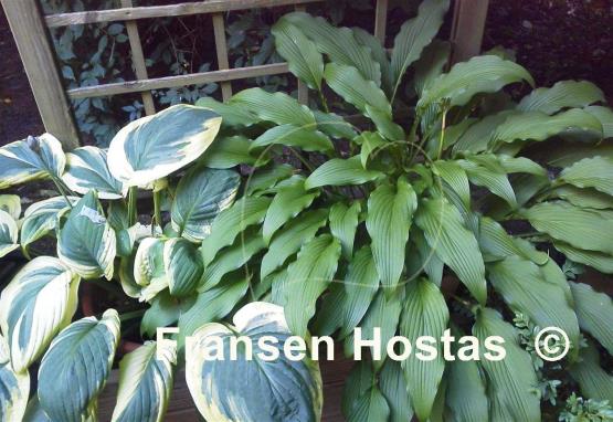 Hosta Ringtail