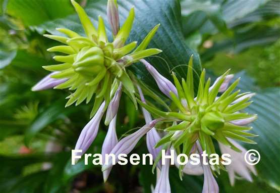 Hosta Ringtail 