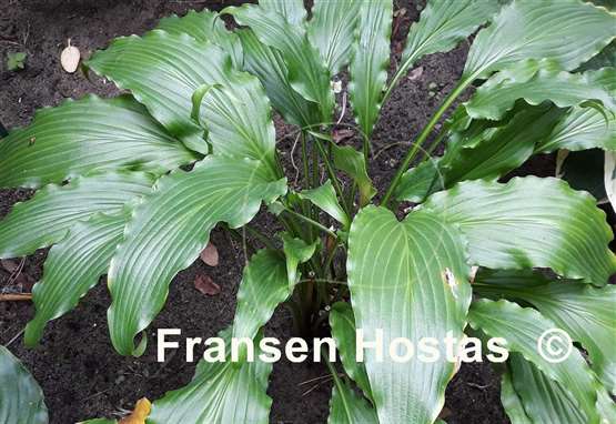 Hosta Ringtail