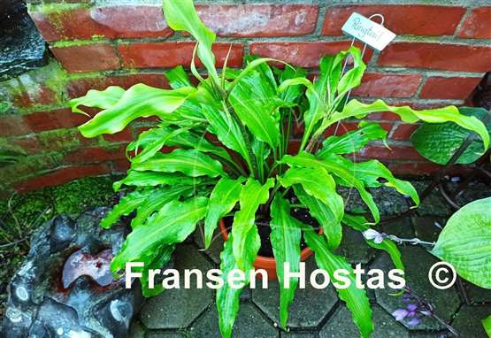 Hosta Ringtail