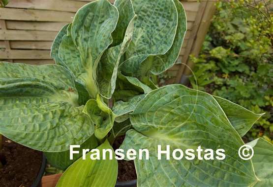 Hosta Ripped