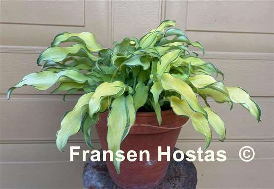 Hosta Ripple Effect