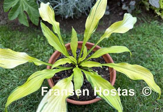 Hosta Ripple Fever