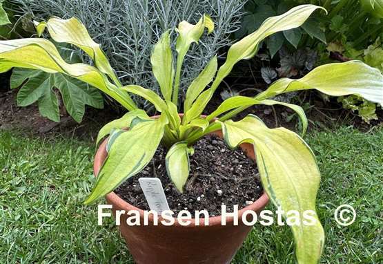 Hosta Ripple Fever