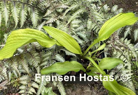 Hosta Ripple Fever