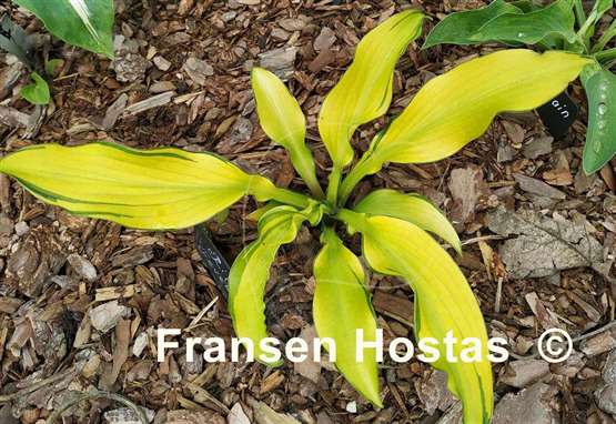 Hosta Ripple Fever