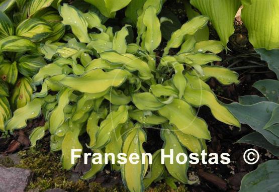 Hosta Ripple Effect
