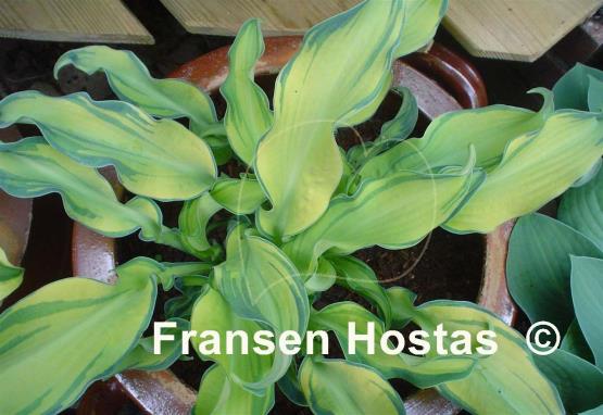 Hosta Ripple Effect