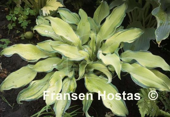 Hosta Ripple Effect