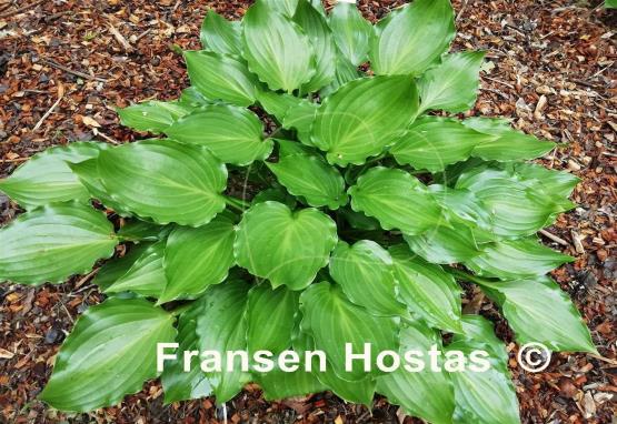 Hosta Rippled Honey